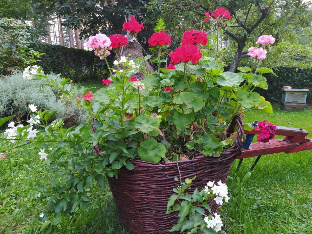 Apartmani Milic Sirogojno Bagian luar foto